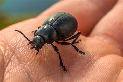 imágenes de chiches|Más de 300 imágenes gratis de Chinches y Insecto